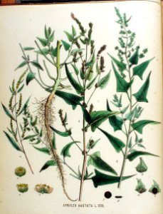 Atriplex hastata — Flora Batava — Volume v18
