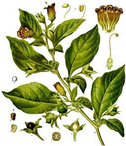 Atropa belladonna - Köhler–s Medizinal-Pflanzen-018