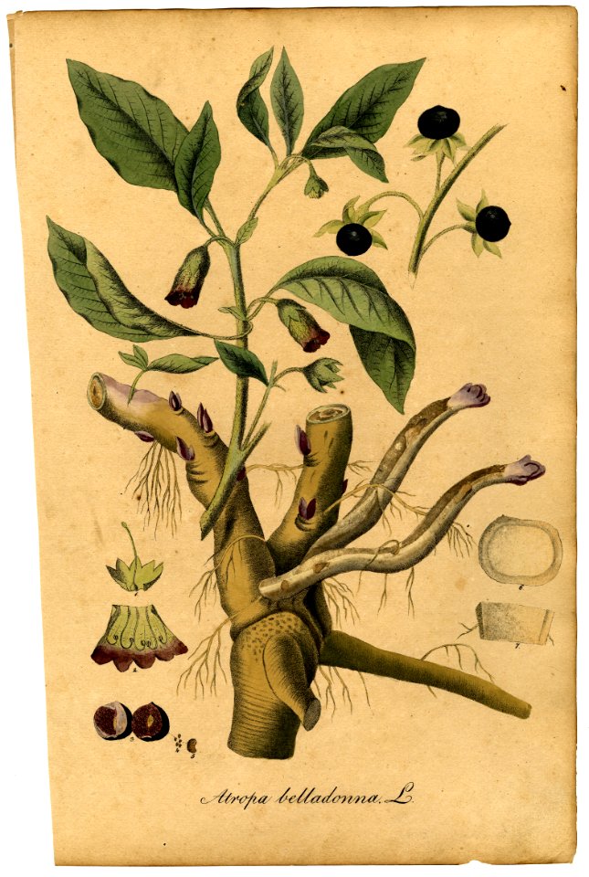Atropa belladonna Mann
