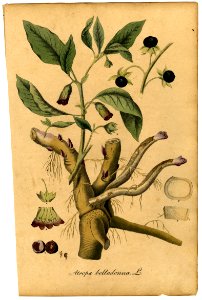 Atropa belladonna Mann