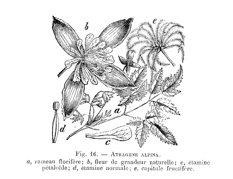 Atragene alpina (dessin)