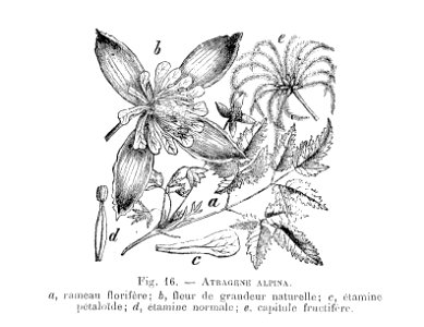 Atragene alpina (dessin)