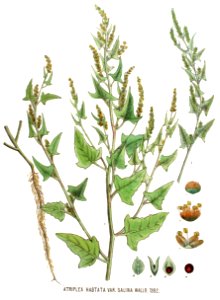 Atriplex hastata var. salina — Flora Batava — Volume v18