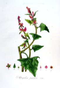 Atriplex patula — Flora Batava — Volume v7