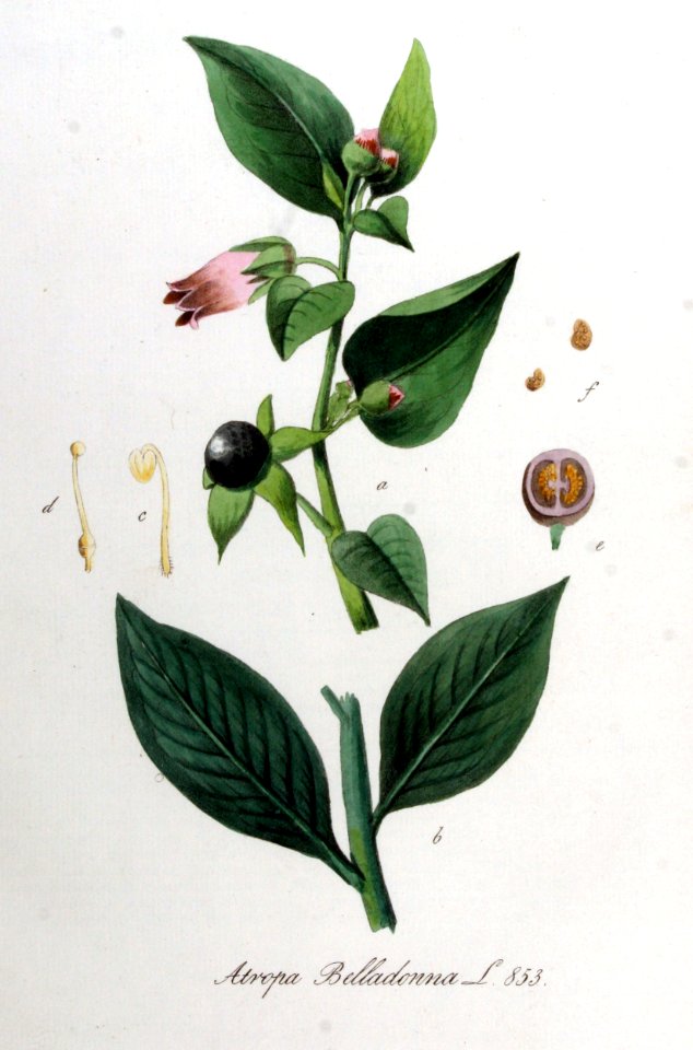 Atropa belladonna — Flora Batava — Volume v11