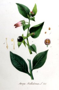 Atropa belladonna — Flora Batava — Volume v11