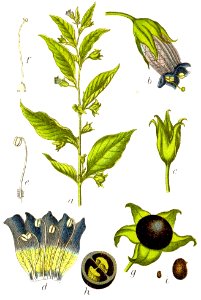 Atropa bella-donna Sturm10014