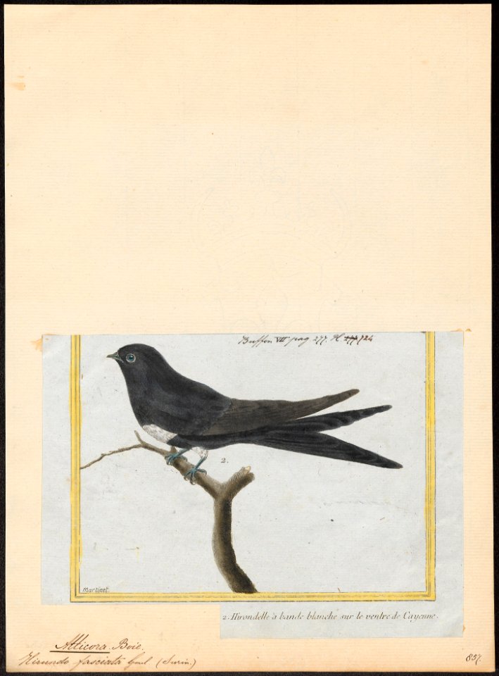 Atticora fasciata - 1700-1880 - Print - Iconographia Zoologica - Special Collections University of Amsterdam - UBA01 IZ16700171