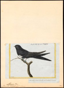 Atticora fasciata - 1700-1880 - Print - Iconographia Zoologica - Special Collections University of Amsterdam - UBA01 IZ16700171