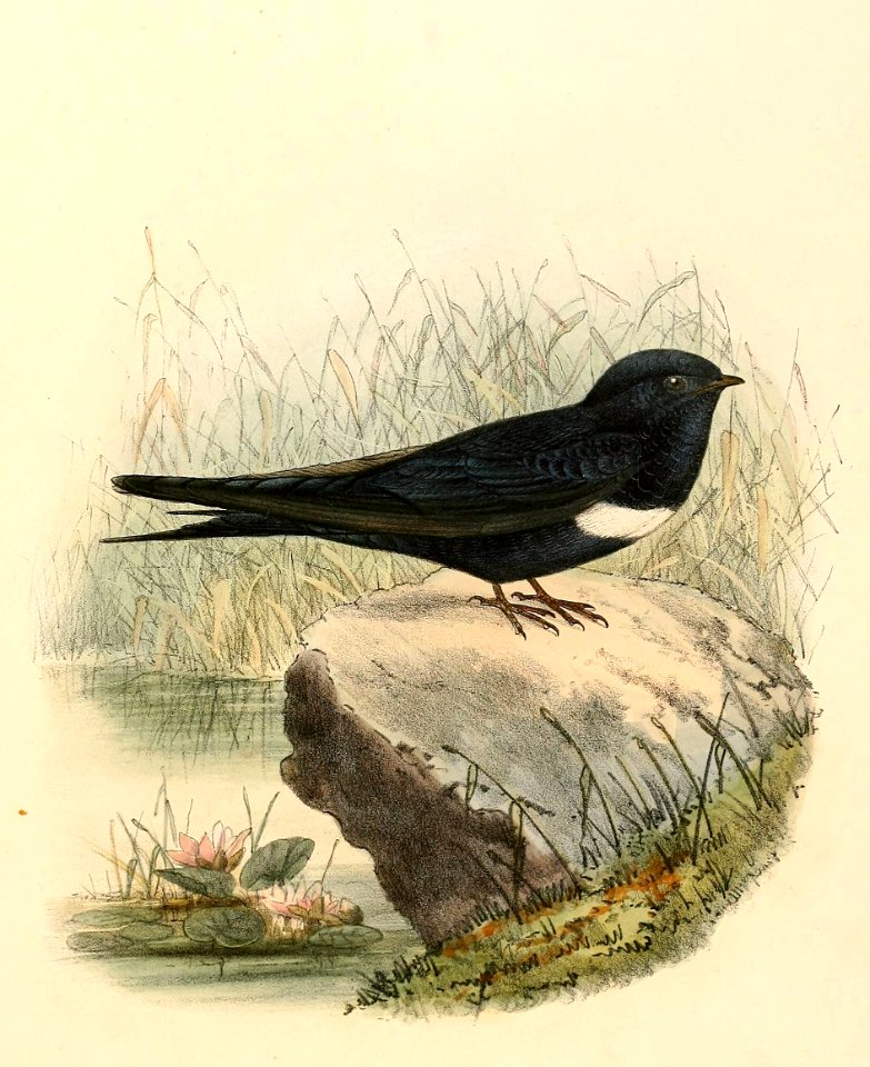 Atticora fasciata 1894