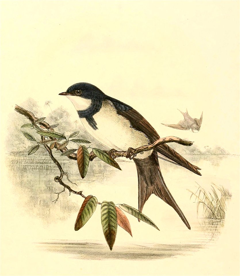 Atticora melanoleuca 1894