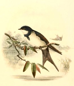 Atticora melanoleuca 1894