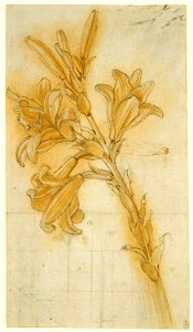 Attributed to Andrea del Verrocchio - RCIN 912418, A lily c.1475