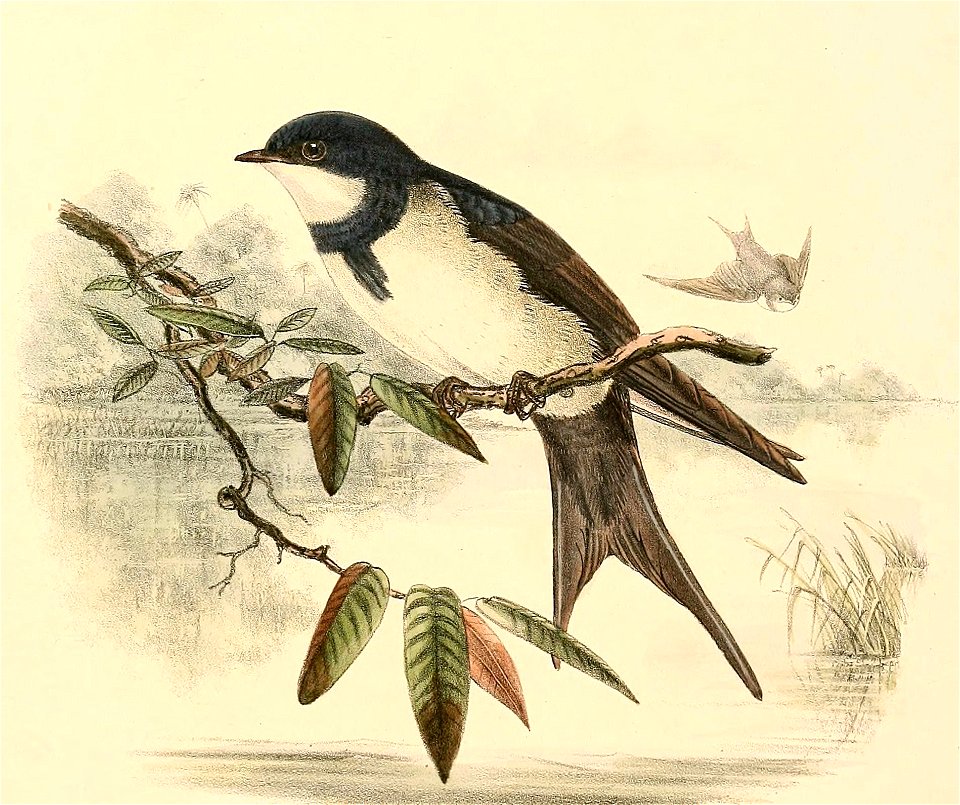 Atticora melanoleuca 1894 (cropped)