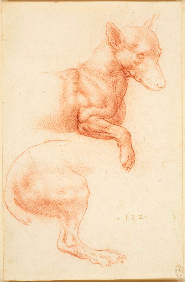 Attributed to Francesco Melzi - RCIN 912361, A dog's head and chest, and hind-leg c.1510-20