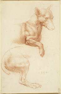 Attributed to Francesco Melzi - RCIN 912361, A dog's head and chest, and hind-leg c.1510-20