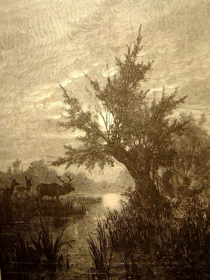 Au bord de l'étang
