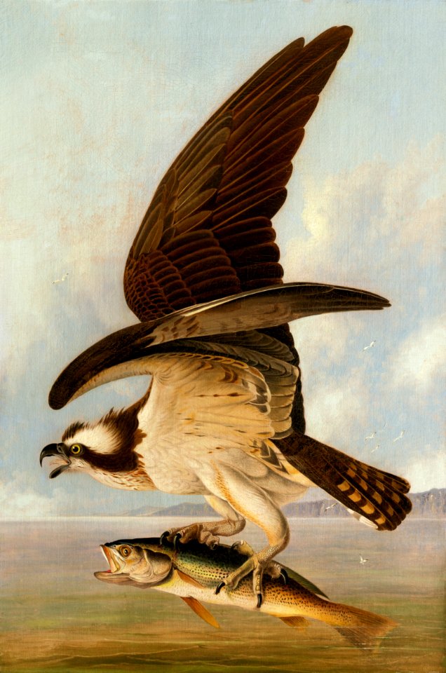 Osprey and Weakfish A10056