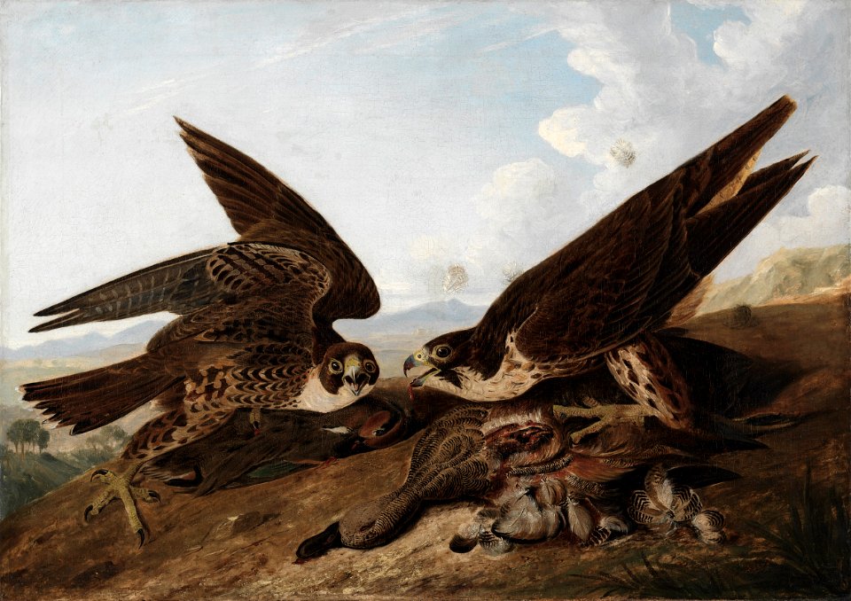 John James Audubon - Peregrine Falcons (Duck Hawks) - 1964.351 - Cleveland Museum of Art