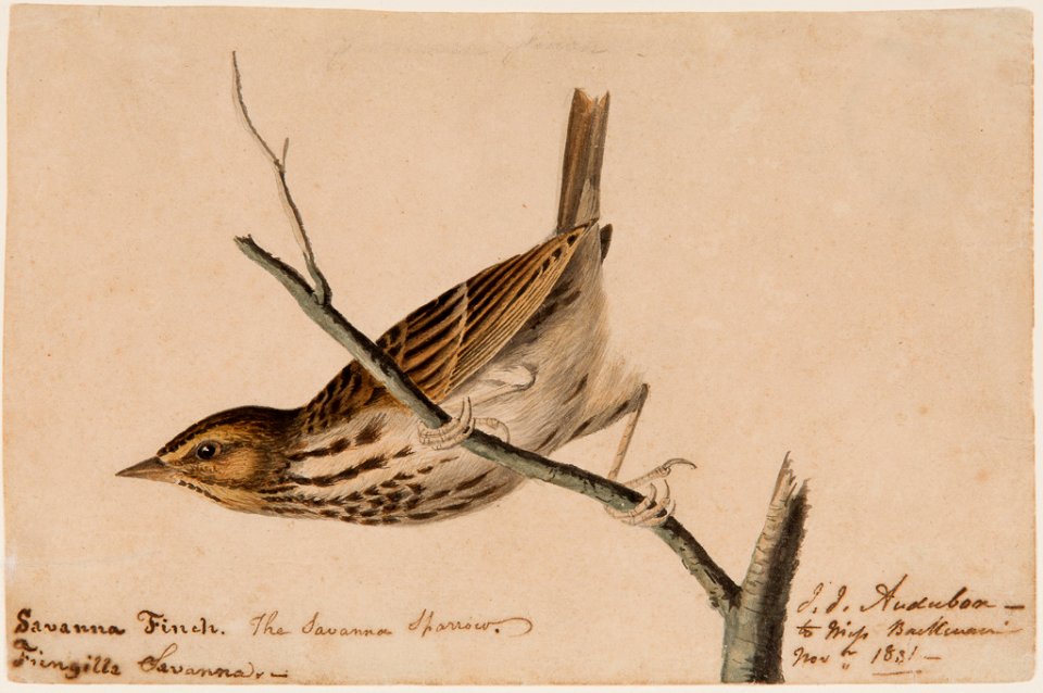 Savanna Finch by John James Audubon, 1831, watercolor