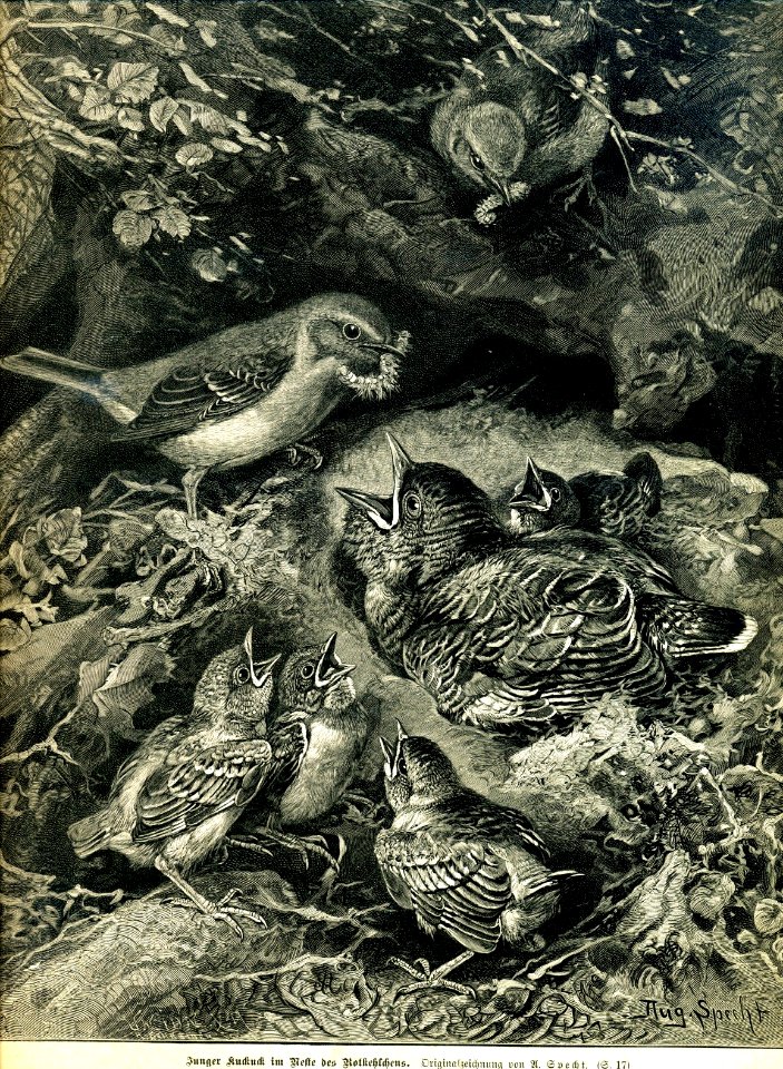 August Specht - Junger Kuckuck im Nest des Rotkehlchens, 1898