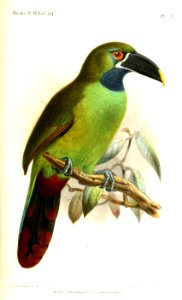 AulacorhamphusCyanolaemusKeulemans