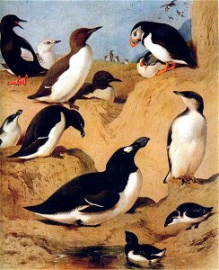 Auks