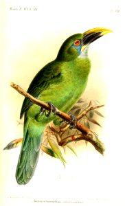 AulacorhamphusCalorhynchusKeulemans