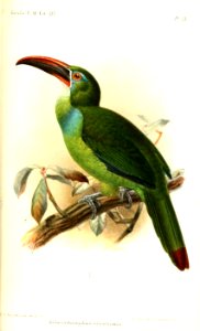 AulacorhamphusWhitelyanusKeulemans