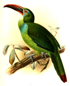 AulacorhamphusWhitelyanusKeulemans (cropped)