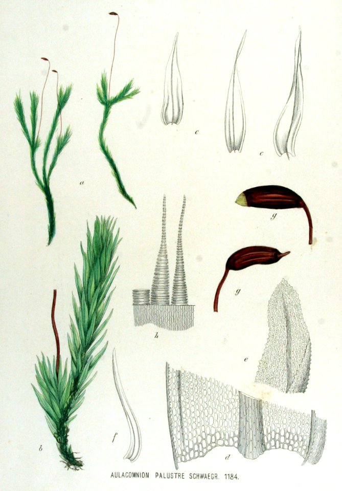 Aulacomnion palustre — Flora Batava — Volume v15