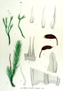 Aulacomnion palustre — Flora Batava — Volume v15