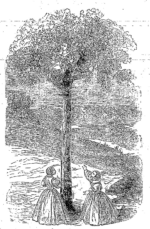 Aulnoy - Contes de Madame d'Aulnoy, 1882 (page 49 crop)
