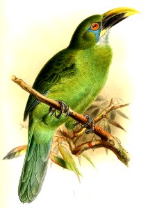 AulacorhamphusCalorhynchusKeulemans (cropped)