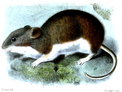 Auliscomys pictus (Smit)