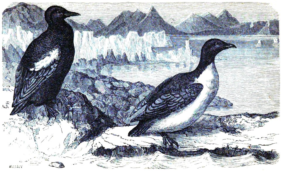 Aunet - Voyage d’une femme au Spitzberg, 1872 (page 175 crop)