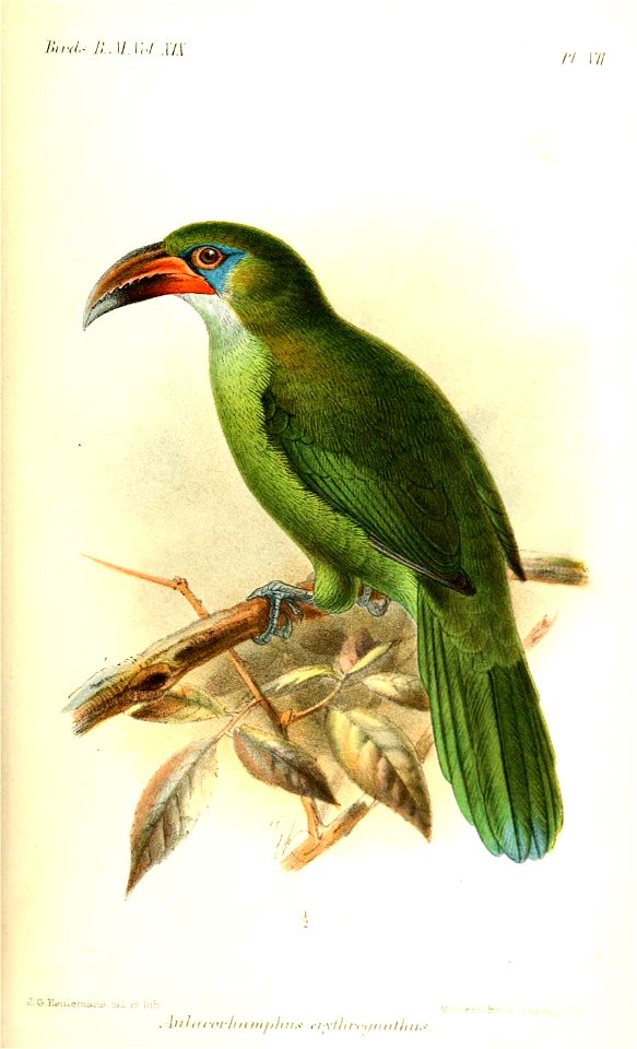 AulacorhamphusErythrognathusKeulemans
