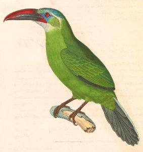 Aulacorhynchus sulcatus 1838