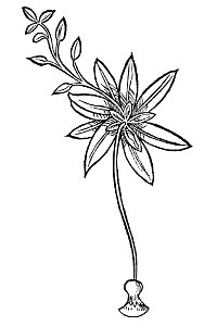 Auricula muris Gart
