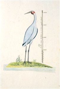 Australische soort ibis (Ephippiorhynchus asiaticus)