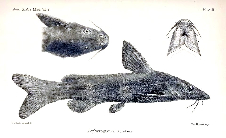 Austroglanis sclateri