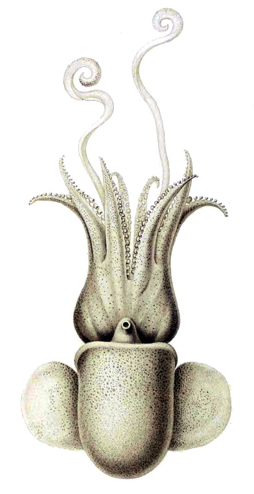 Austrorossia mastigophora4