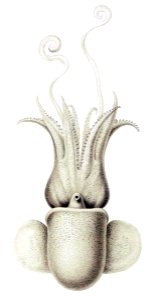 Austrorossia mastigophora4