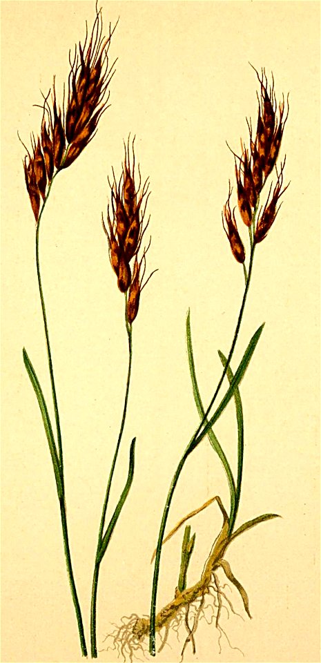 Avena scheuchzeri Atlas Alpenflora