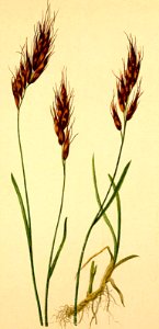 Avena scheuchzeri Atlas Alpenflora
