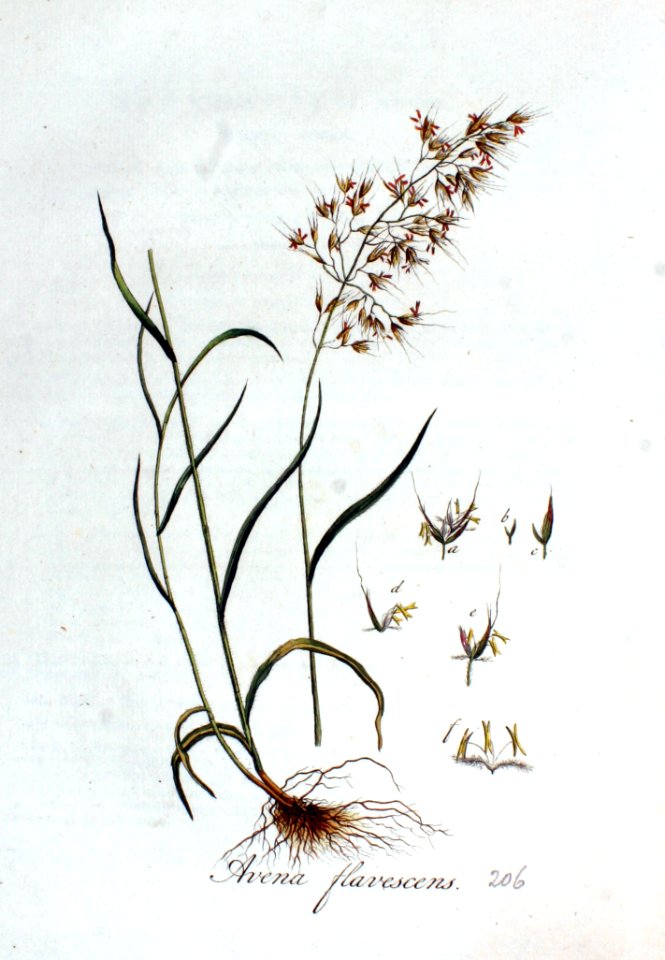 Avena flavescens — Flora Batava — Volume v3