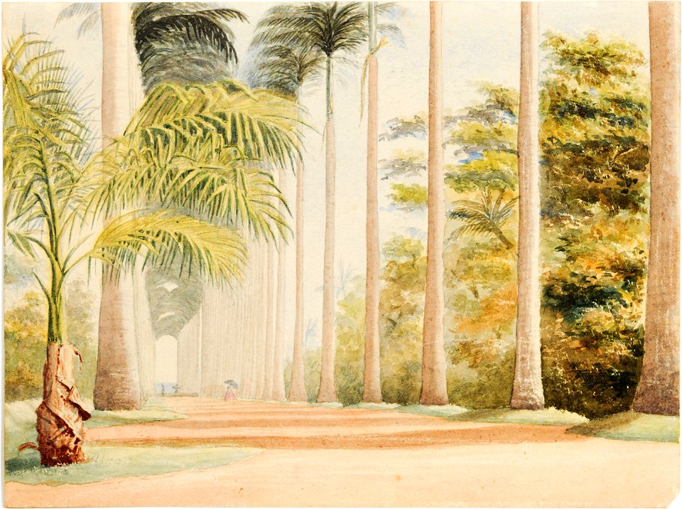 Avenue of Palms. Botanical Gardens. Rio de Janeiro, da Coleção Brasiliana Iconográfica