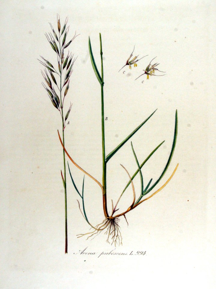 Avena pubescens — Flora Batava — Volume v13