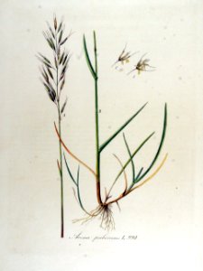 Avena pubescens — Flora Batava — Volume v13. Free illustration for personal and commercial use.