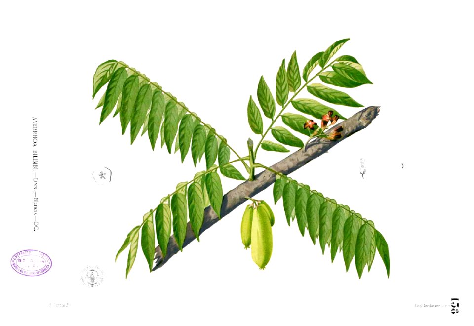 Averrhoa bilimbi Blanco1.138